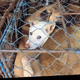 Leona Lewis and Lisa Vanderpump Partnered to Create This Alarming PSA on Behalf of Dogs